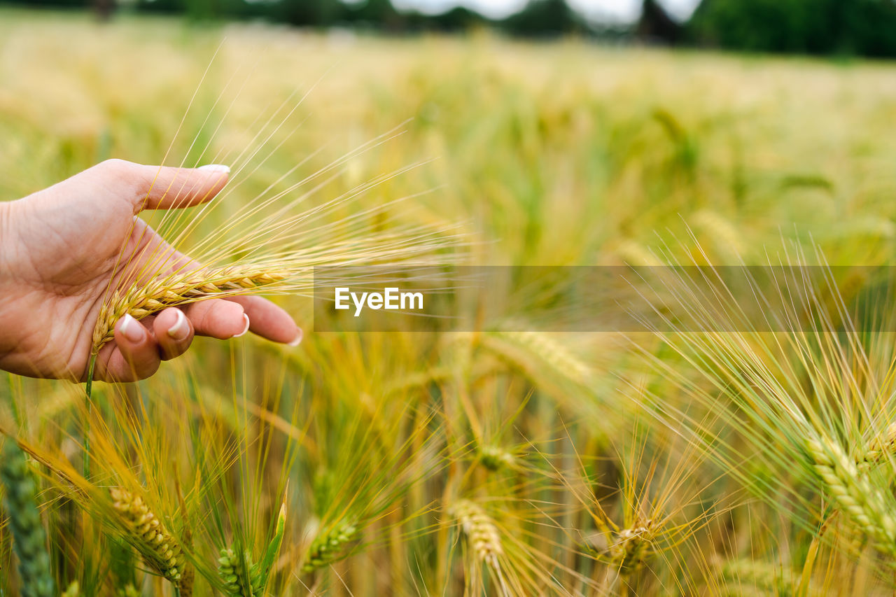 Woman's hand touches mature ears of wheat