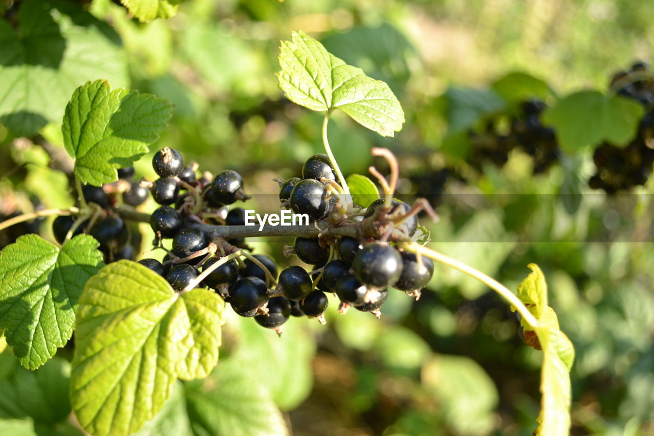 CLOSE-UP OF GRAPES GROWING ON VINEYARD