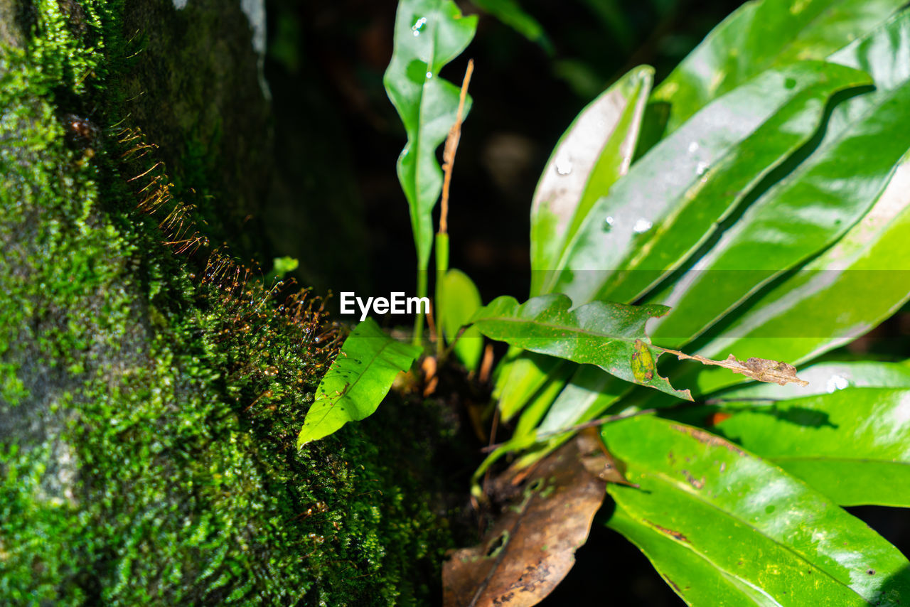 CLOSE-UP OF FRESH GREEN PLANTS