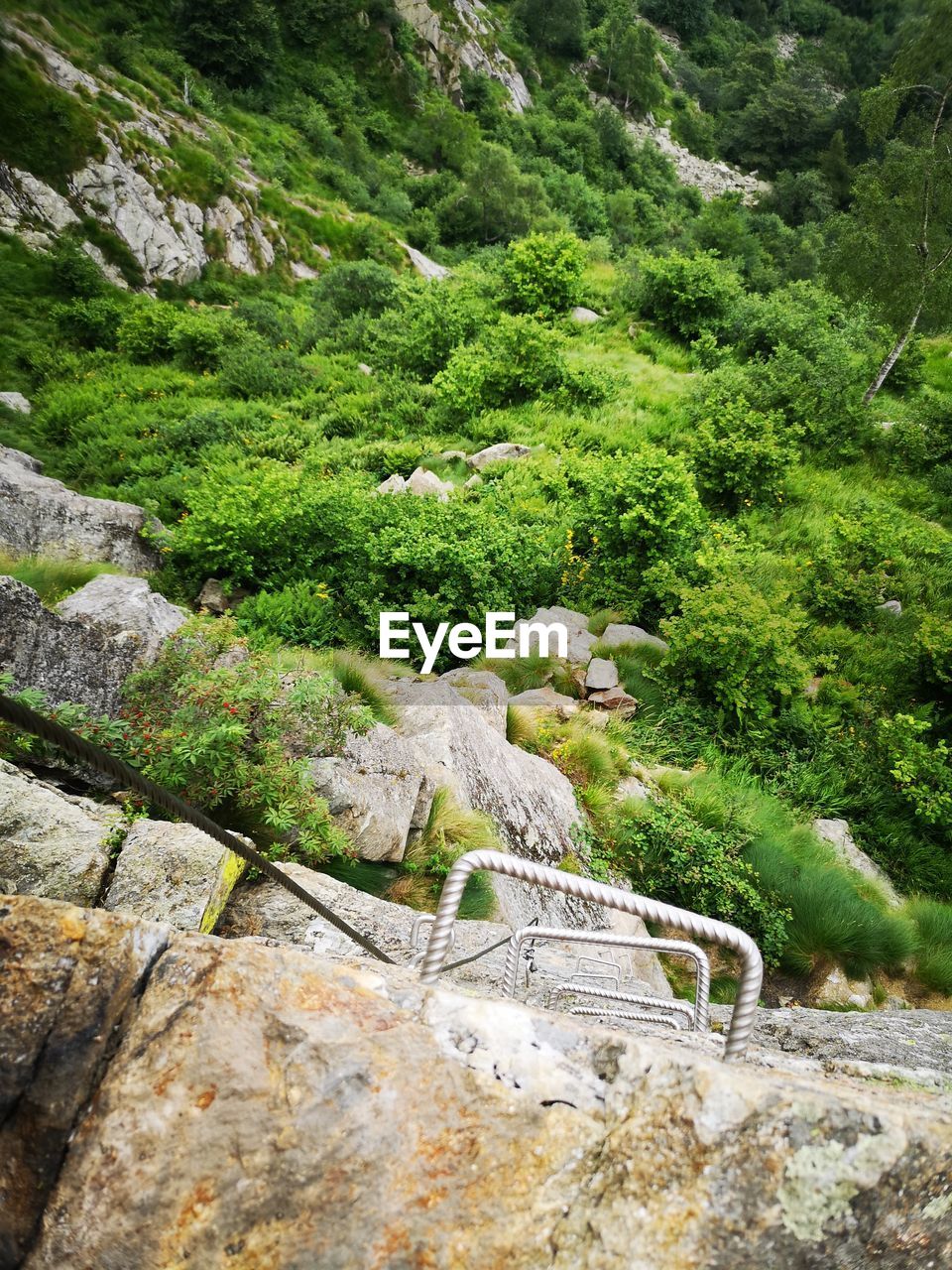 SCENIC VIEW OF ROCKS IN FOREST