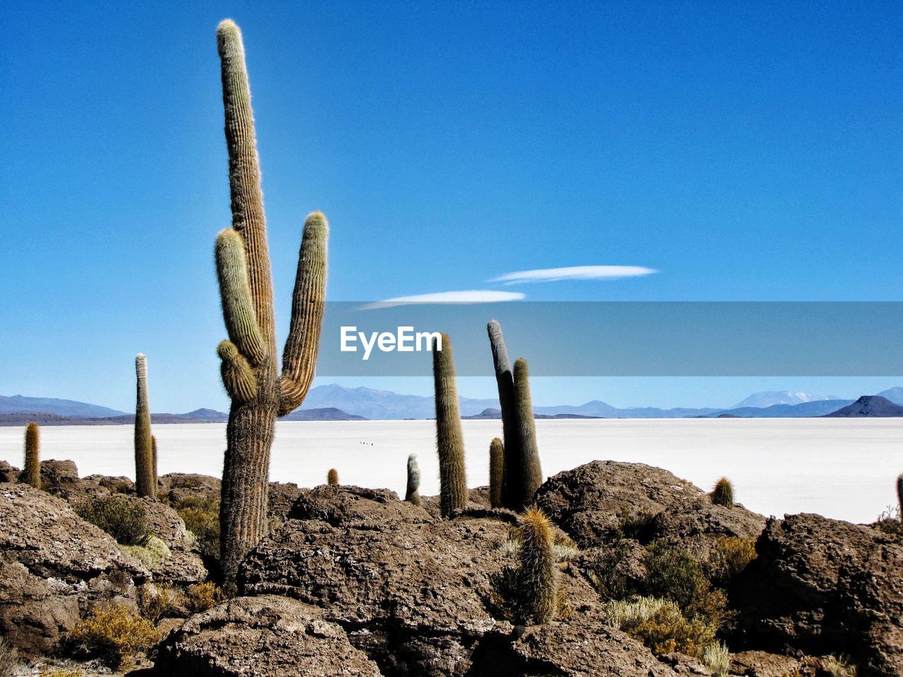 Cactus growing in desert against blue sky