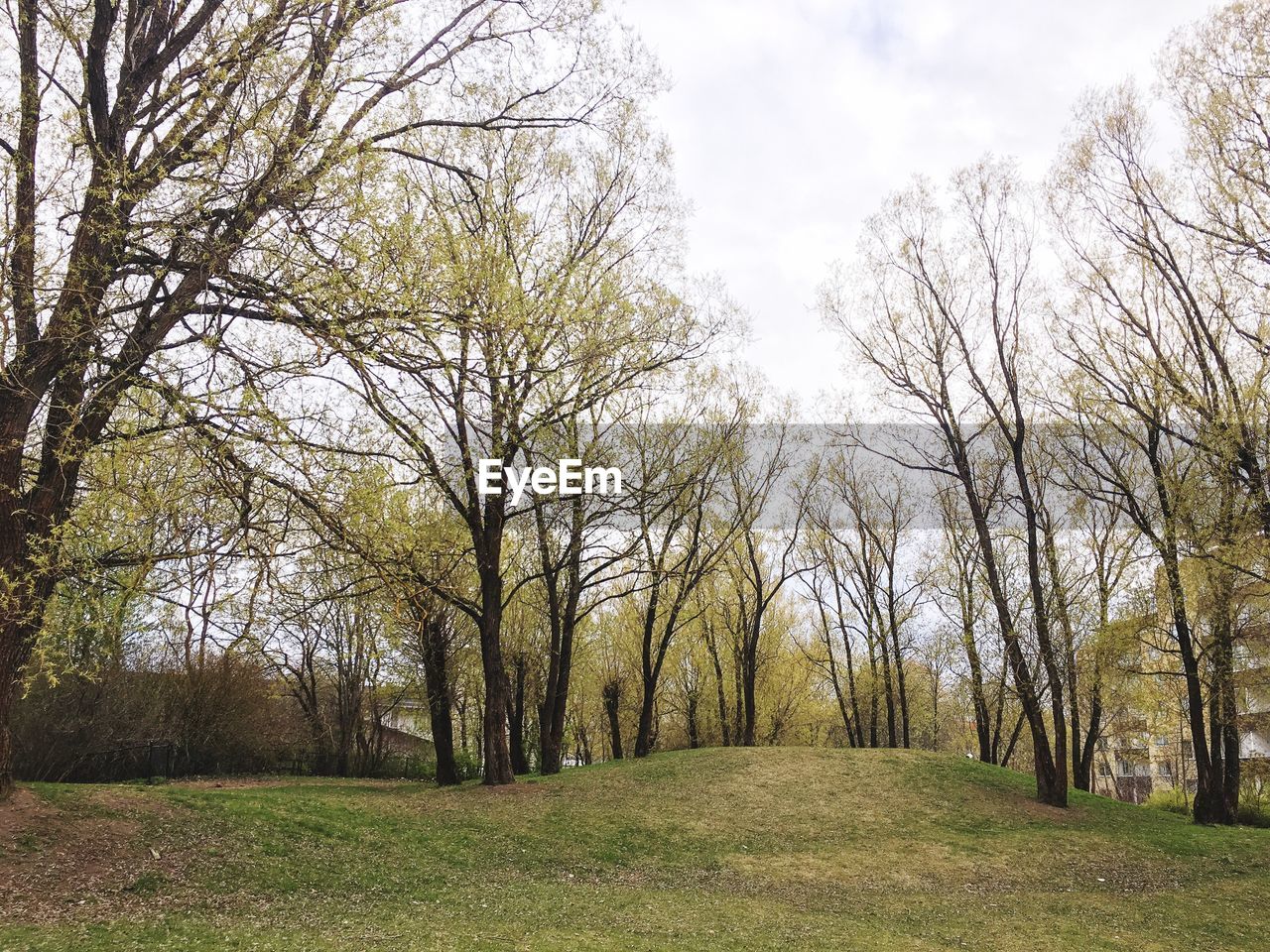 TREES ON FIELD IN FOREST