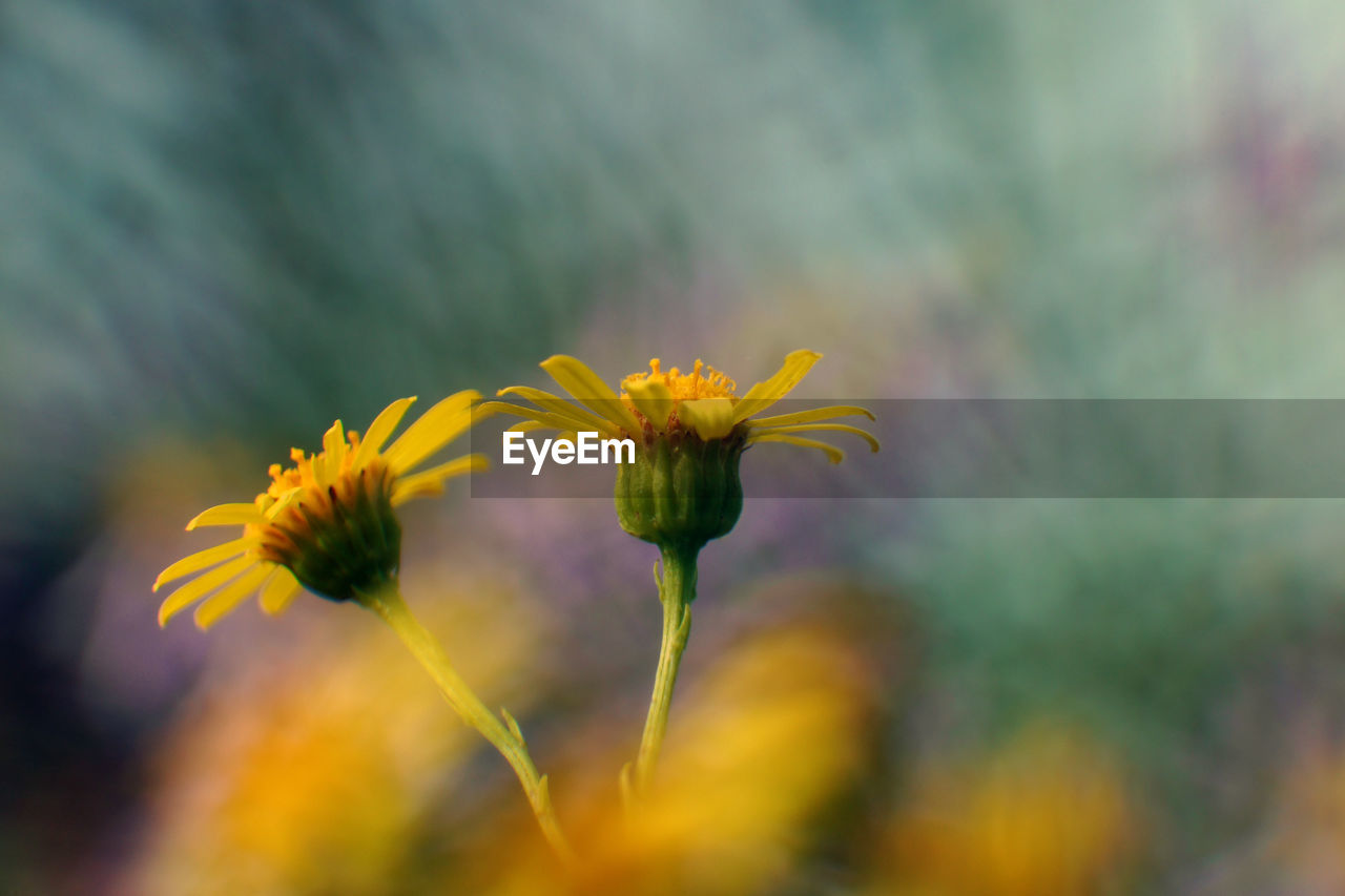 CLOSE-UP OF YELLOW FLOWERING PLANTS