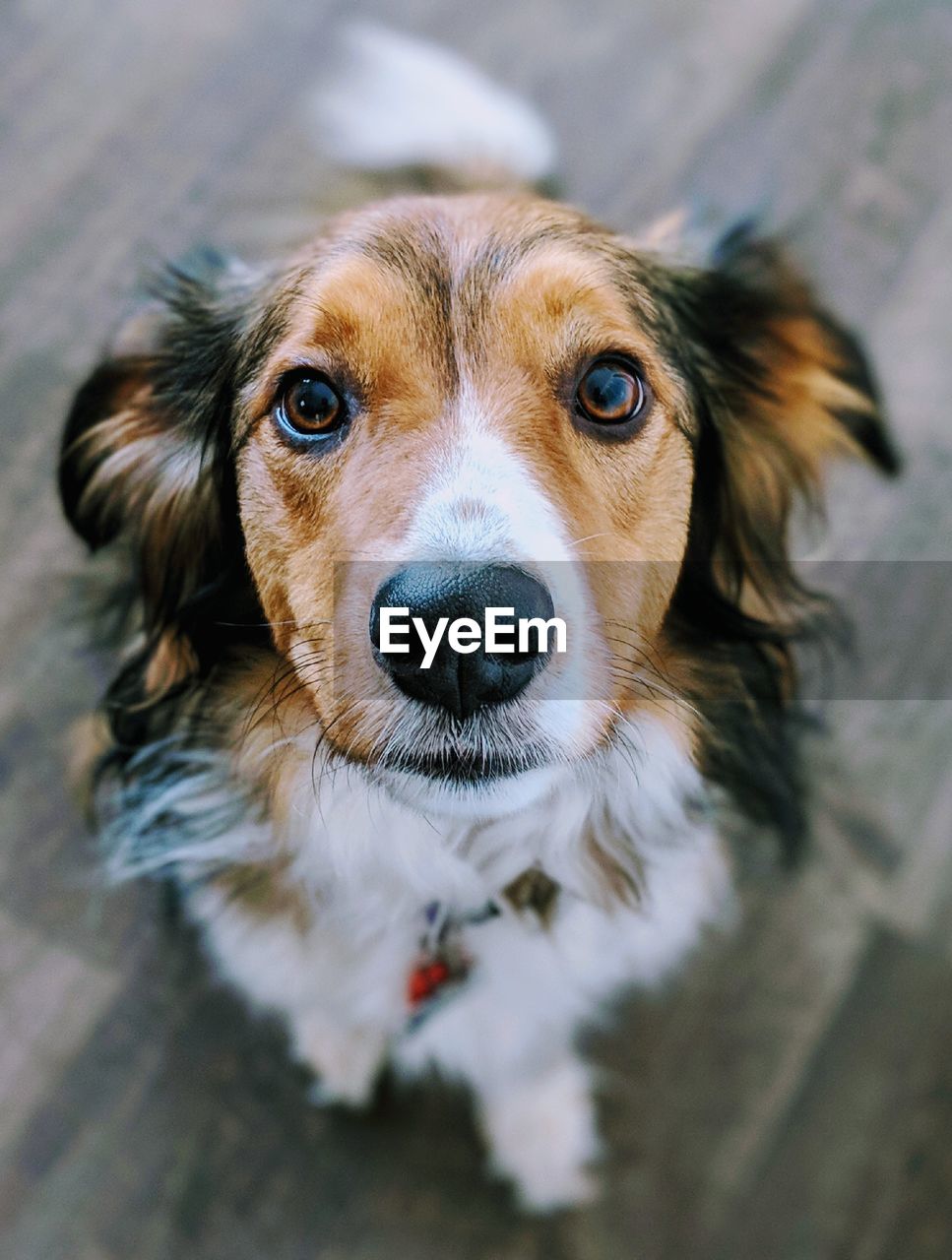 HIGH ANGLE VIEW PORTRAIT OF DOG AT HOME