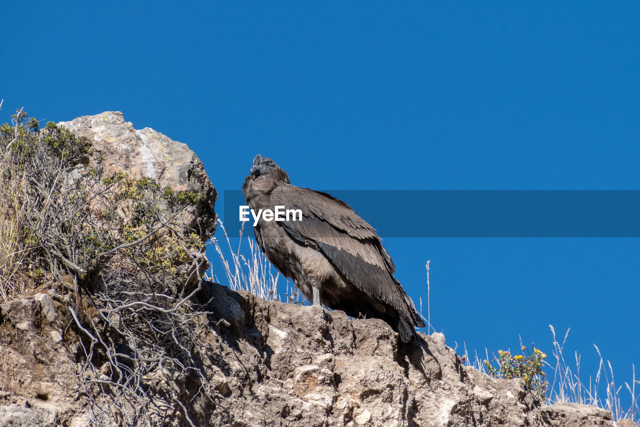 Low angle view of a juvenile andean condor vultur gryphus at the colca canyon, peru