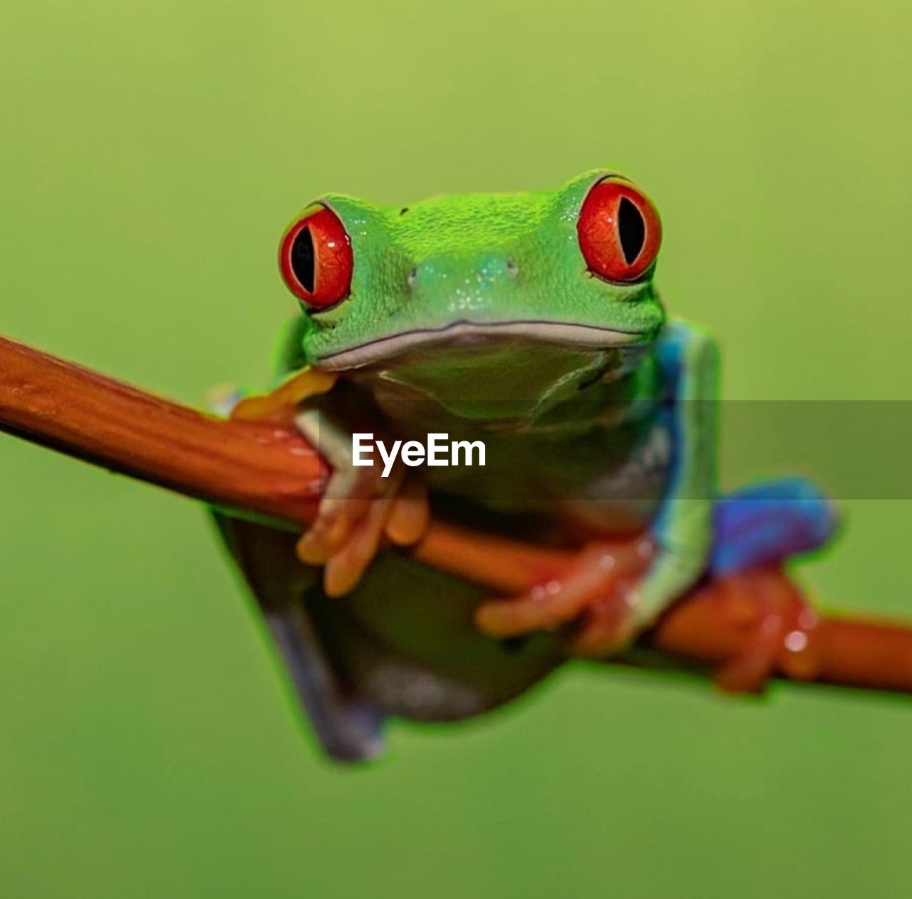 Close-up portrait of a frog