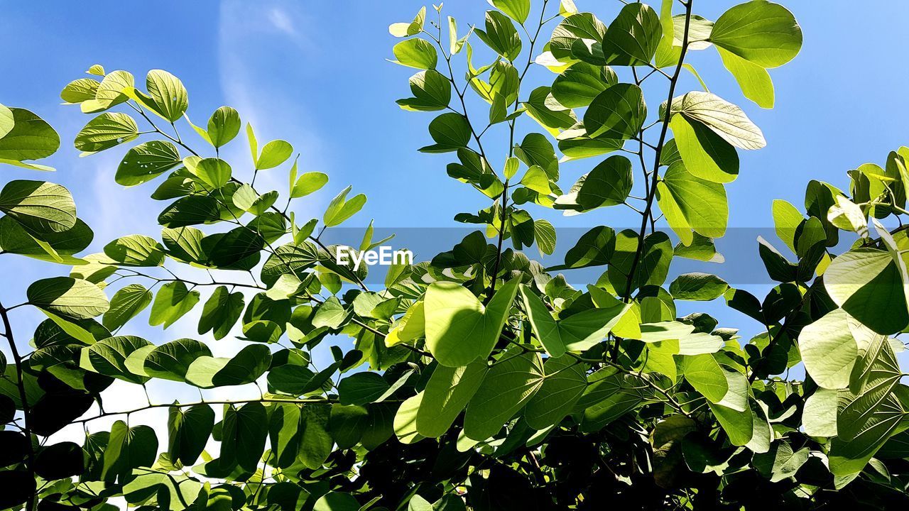 Low angle view of leaves against blue sky on sunny day