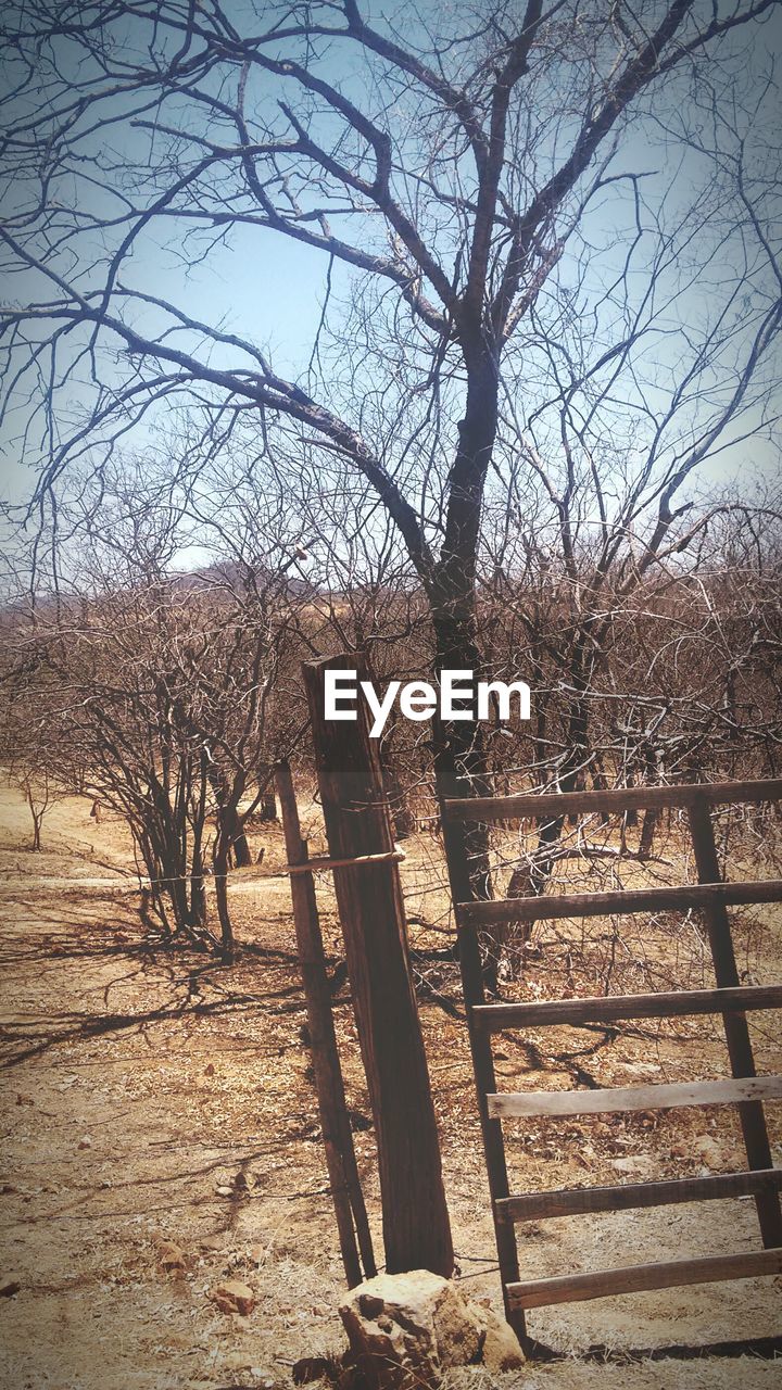 BARE TREE AGAINST FENCE