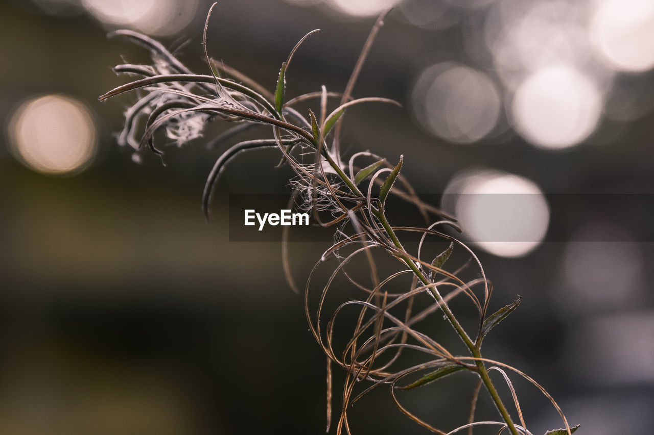 CLOSE-UP OF DRIED PLANT