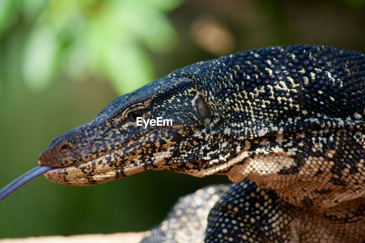 Close-up of a large monitor lizard