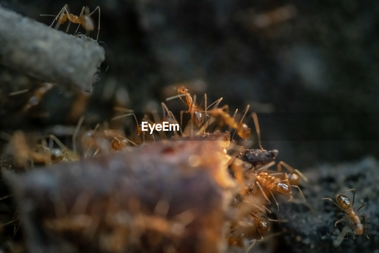 VIEW OF SPIDER