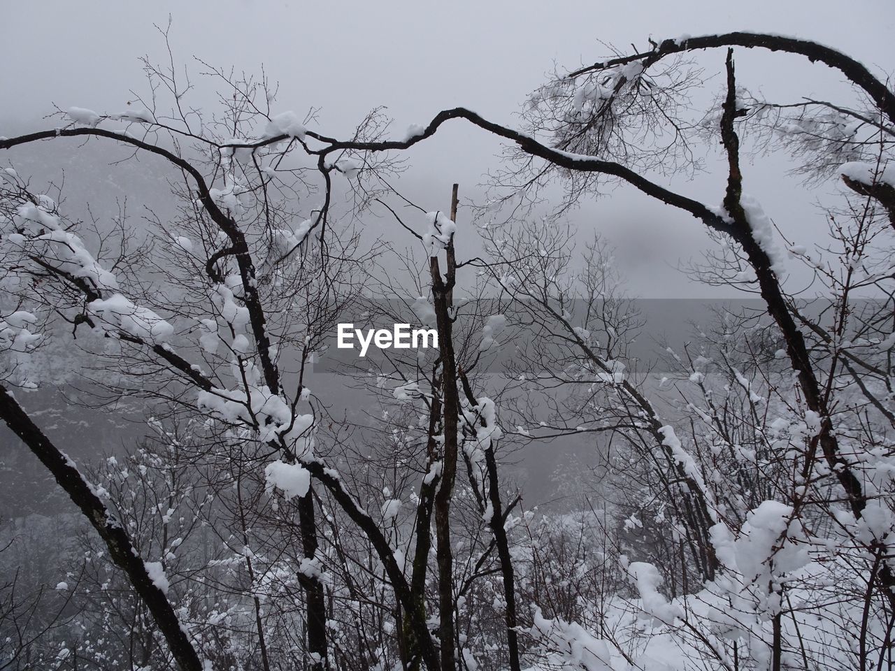 LOW ANGLE VIEW OF BARE BRANCHES AGAINST SKY