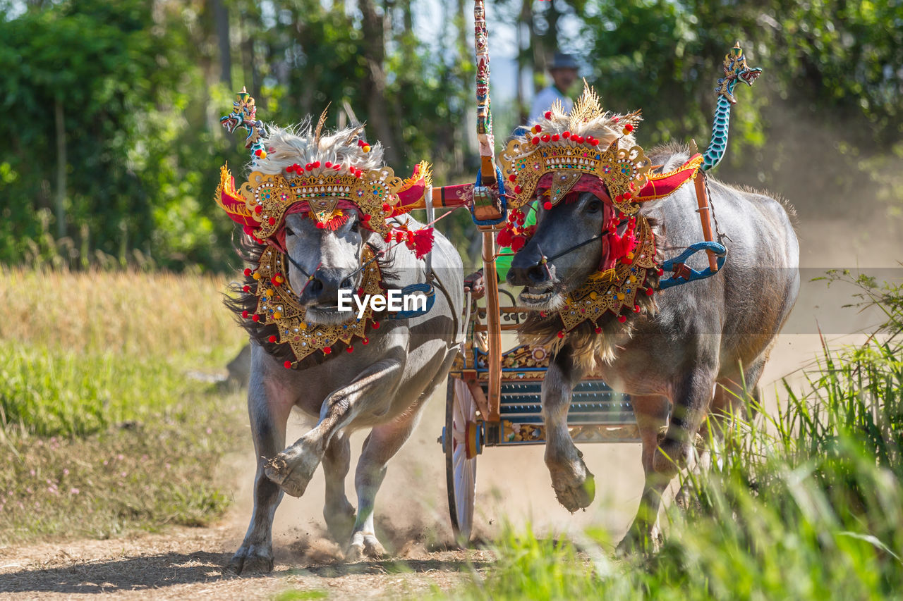 Two buffaloes running at traditional race
