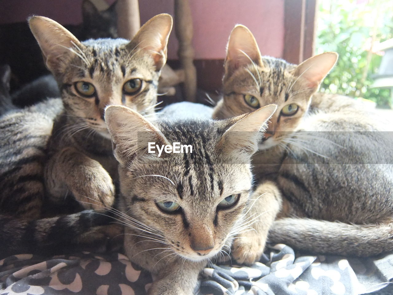 CLOSE-UP PORTRAIT OF CATS ON CARPET