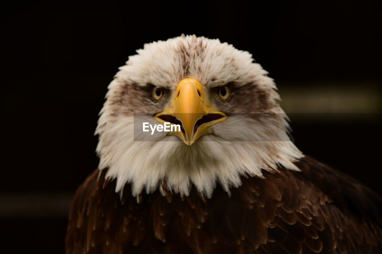 Close-up portrait of eagle against blurred background