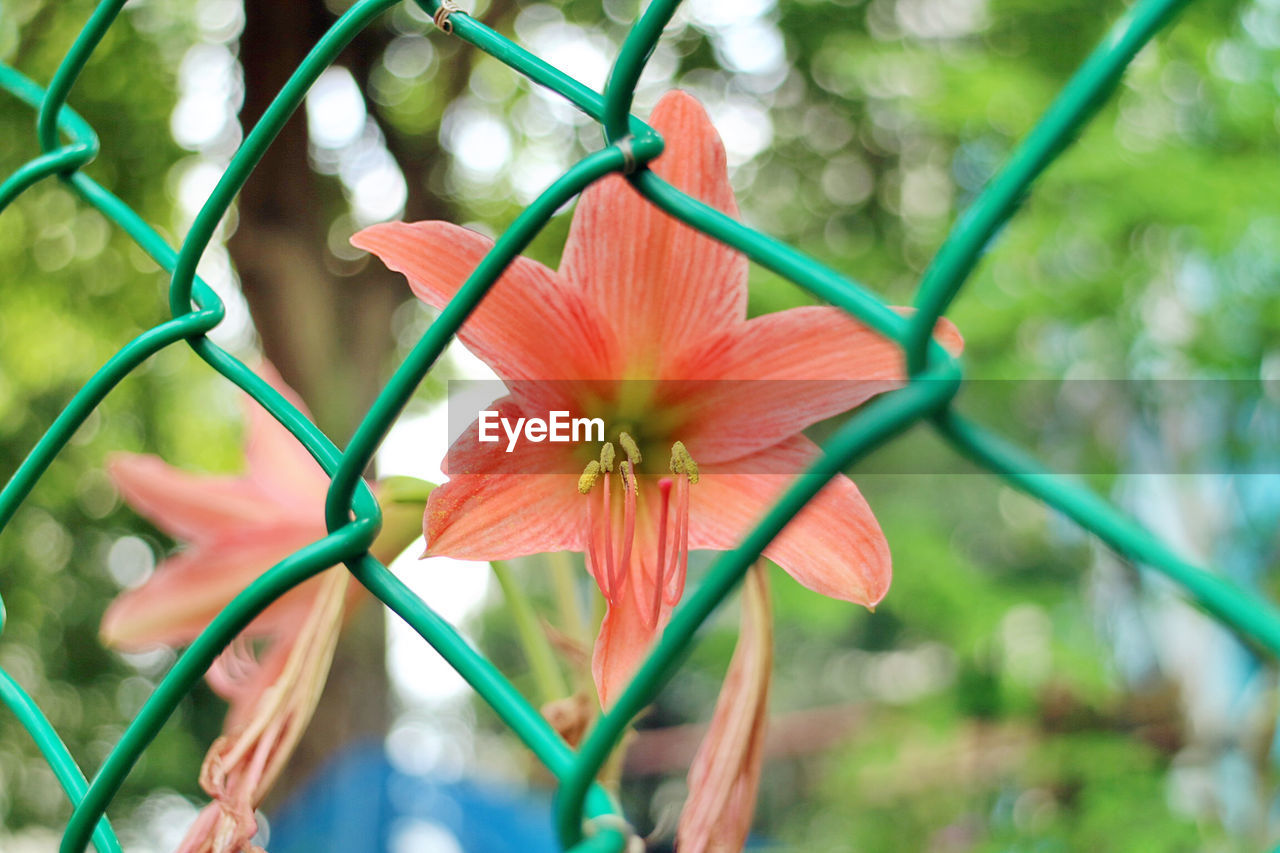 Close-up of amaryllis lilies seen through chainlink fence