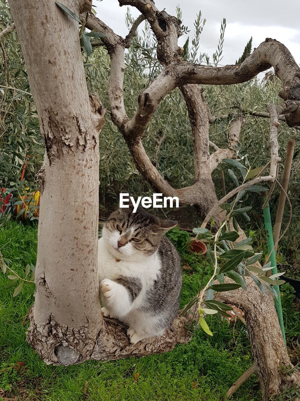 Cat sitting on tree