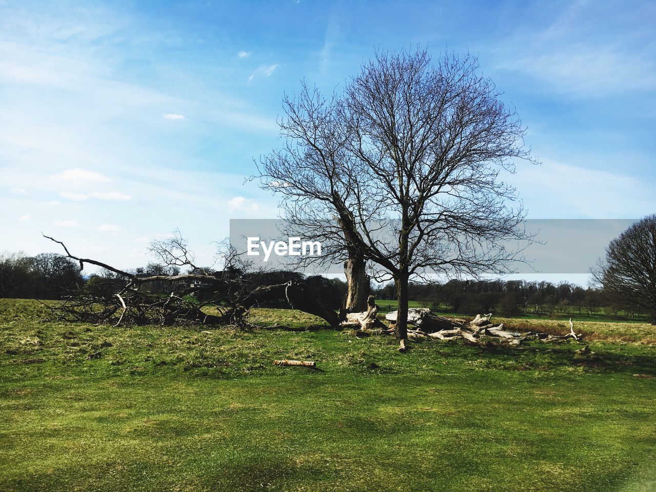 BARE TREE IN FIELD AGAINST SKY