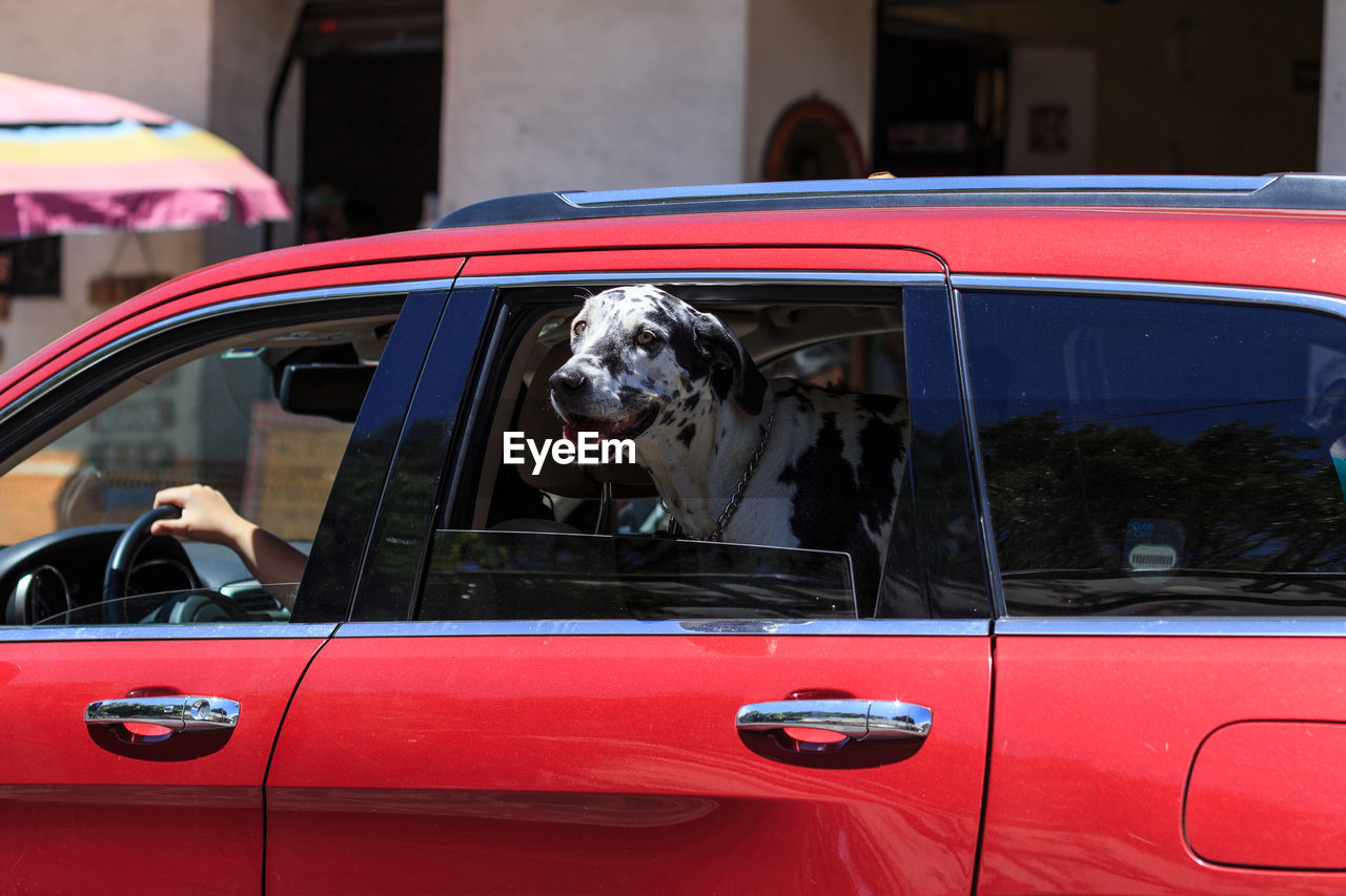 PORTRAIT OF DOG WITH CAR
