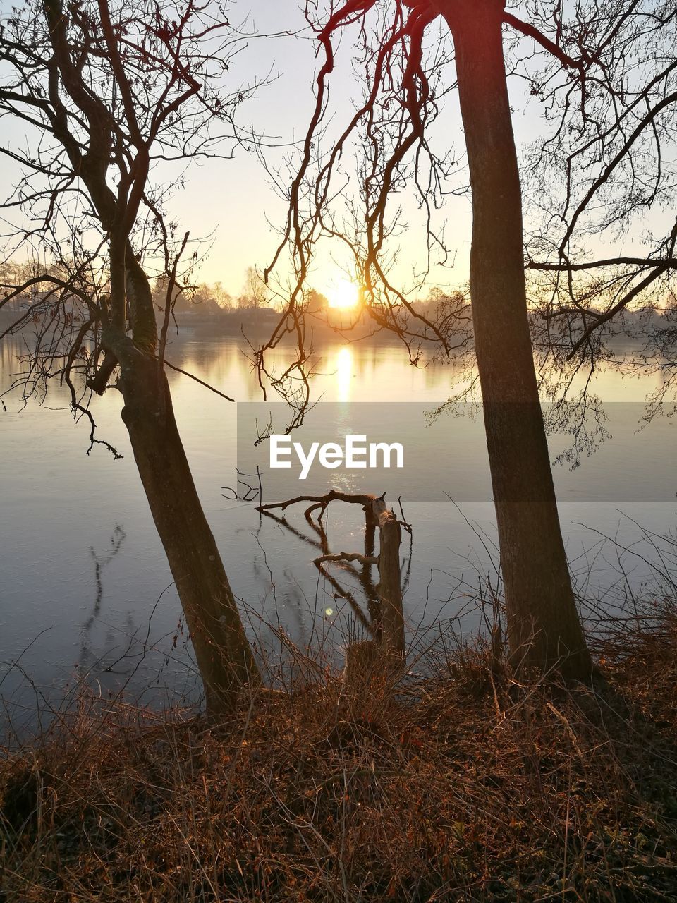 CLOSE-UP OF TREE BY LAKE AGAINST SKY