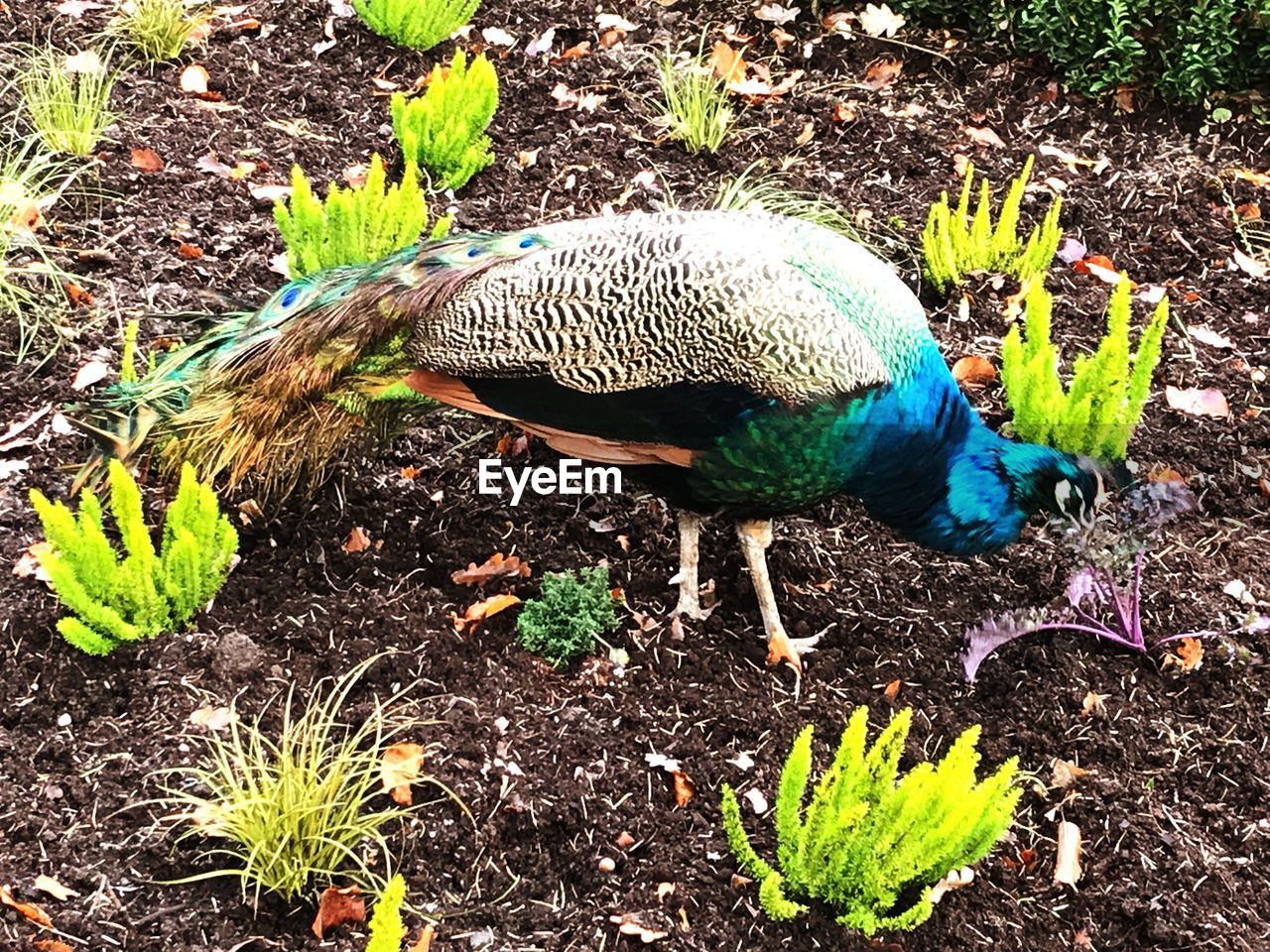 CLOSE-UP OF BIRD PERCHING ON FIELD