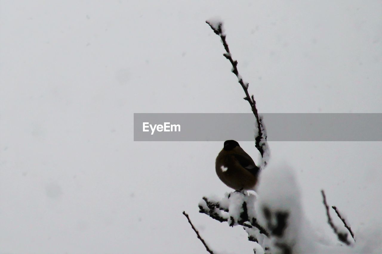 BIRD PERCHING ON FROZEN DURING WINTER