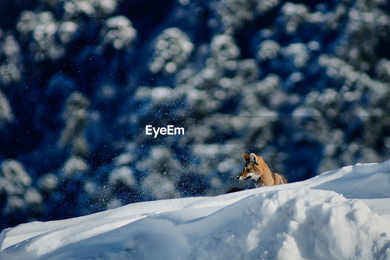 View of an animal on snowcapped mountain