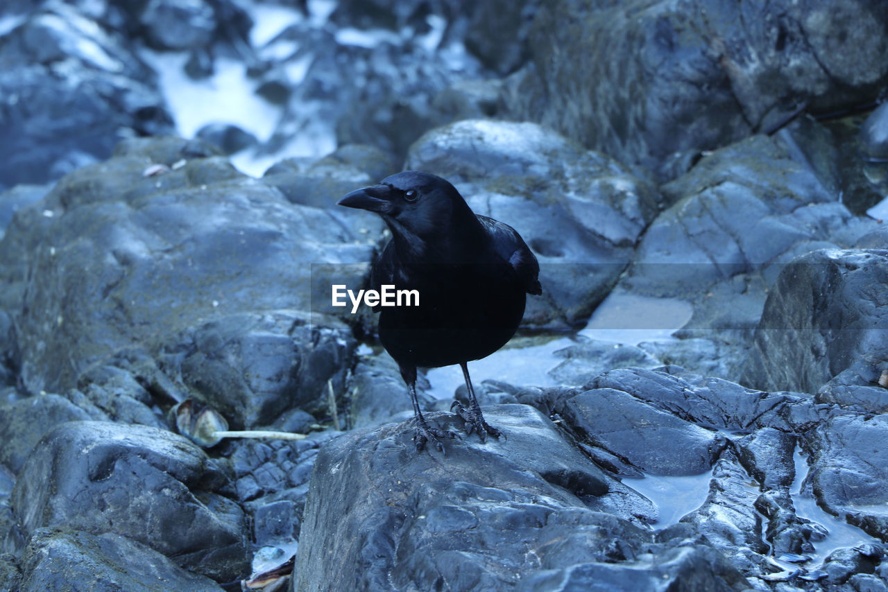 High angle view of bird perching on rock