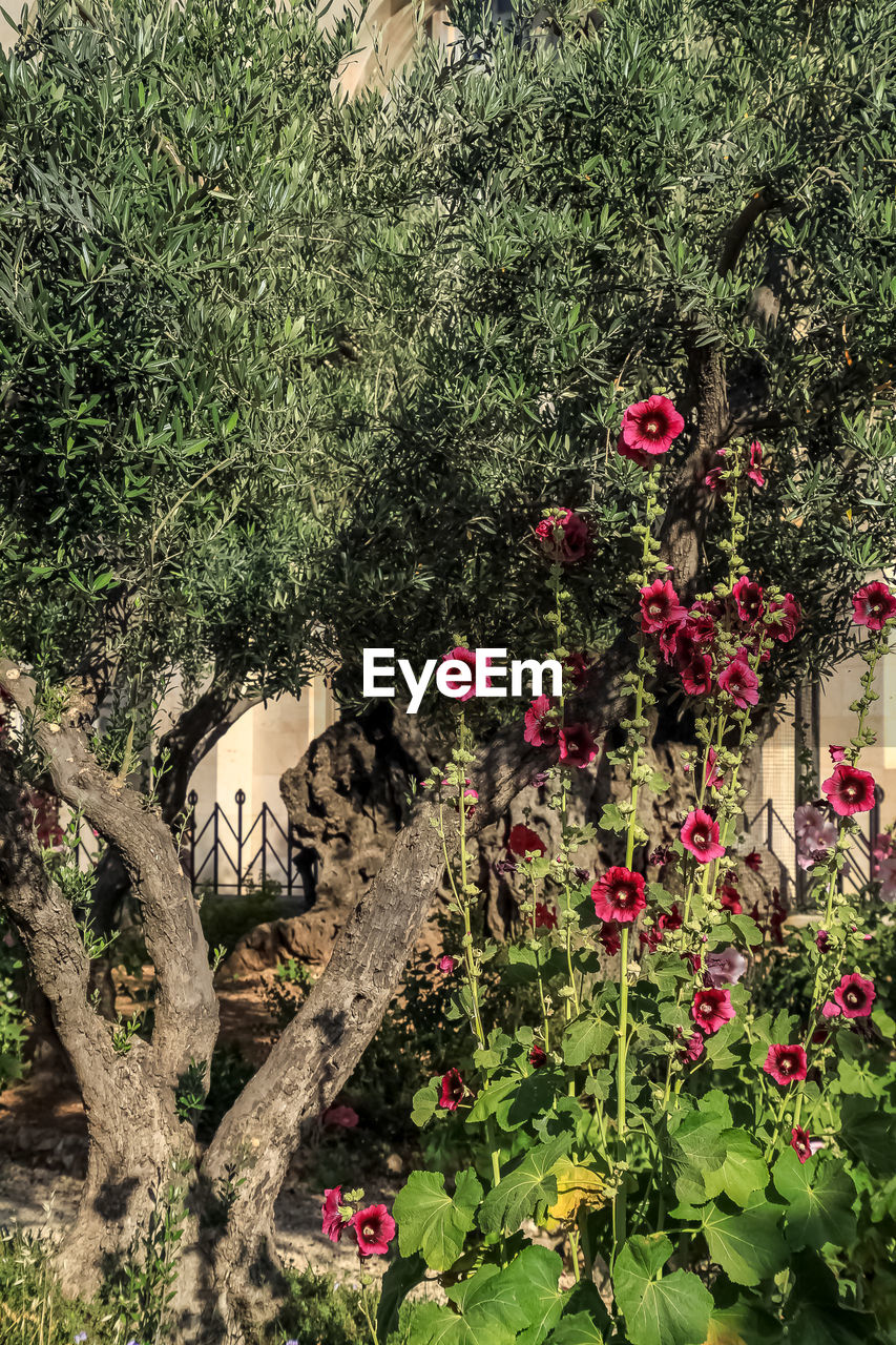 VIEW OF FLOWERING PLANTS ON STREET