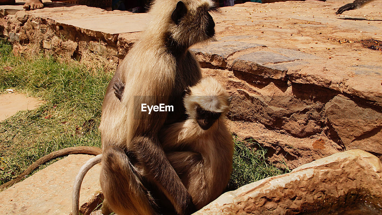 Langur with infant on field