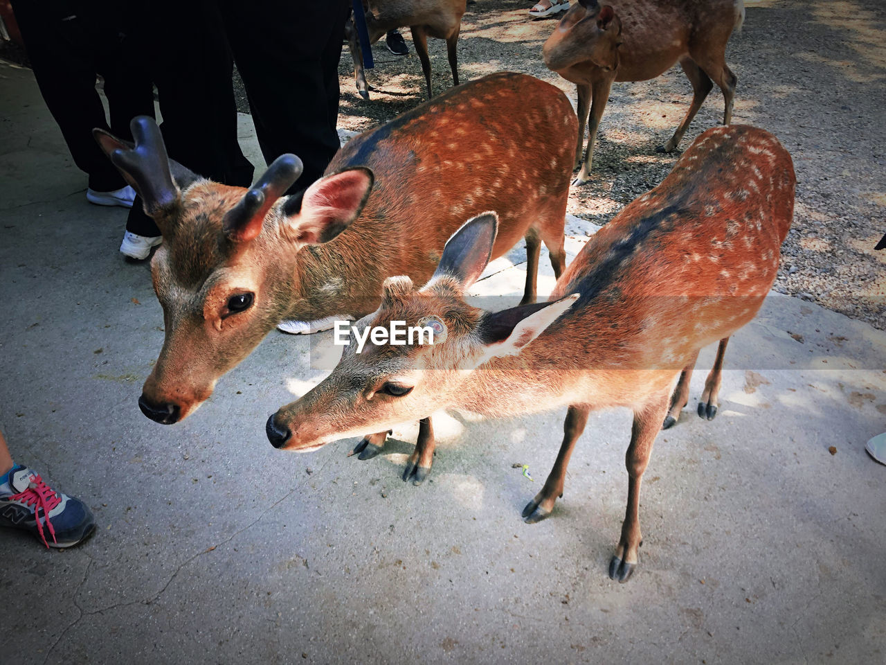 HIGH ANGLE VIEW OF DEER IN A FARM