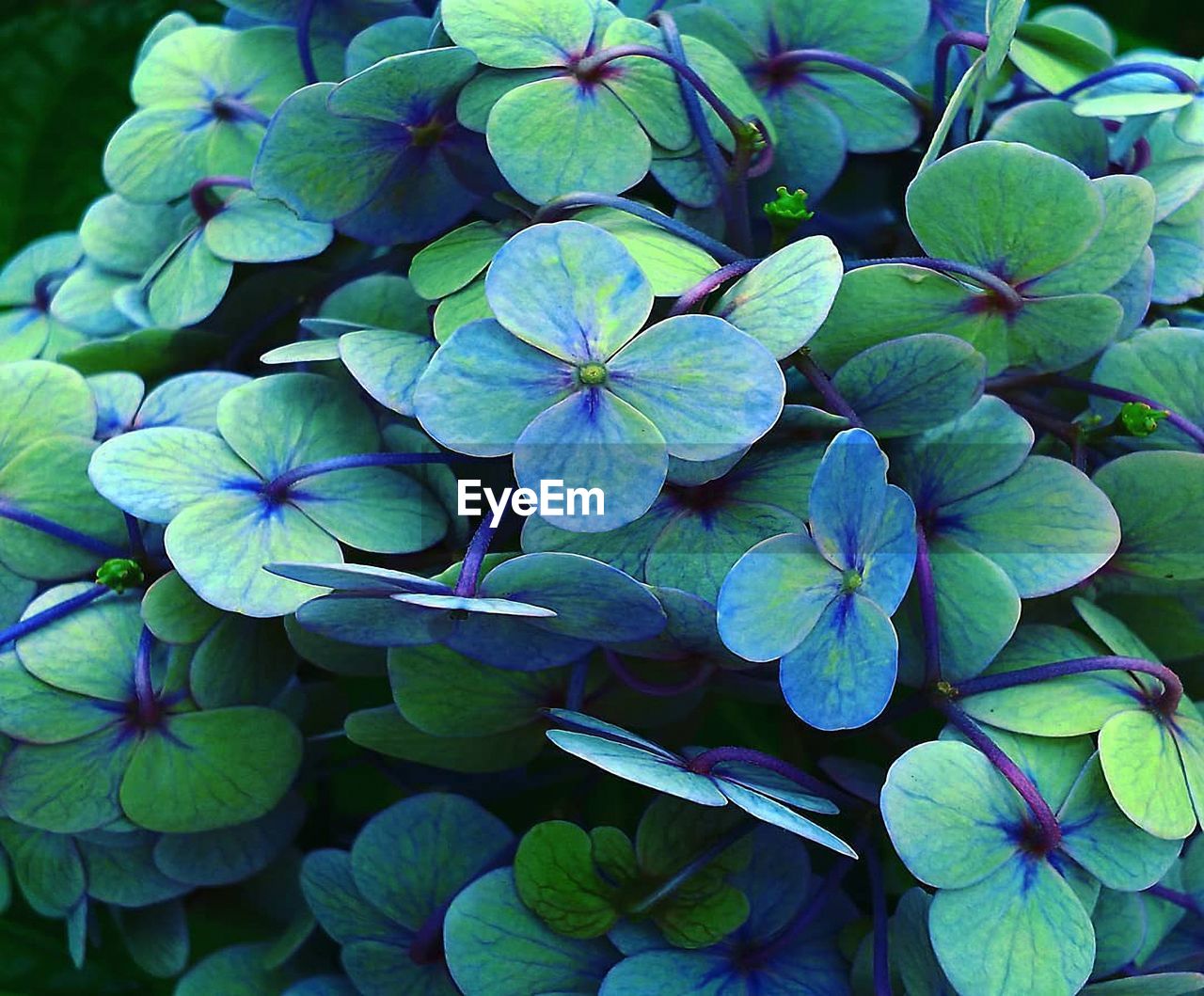 HIGH ANGLE VIEW OF HYDRANGEA PLANT