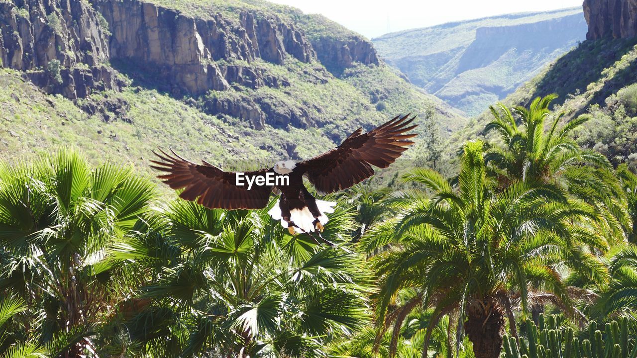 Eagle flying over green landscape