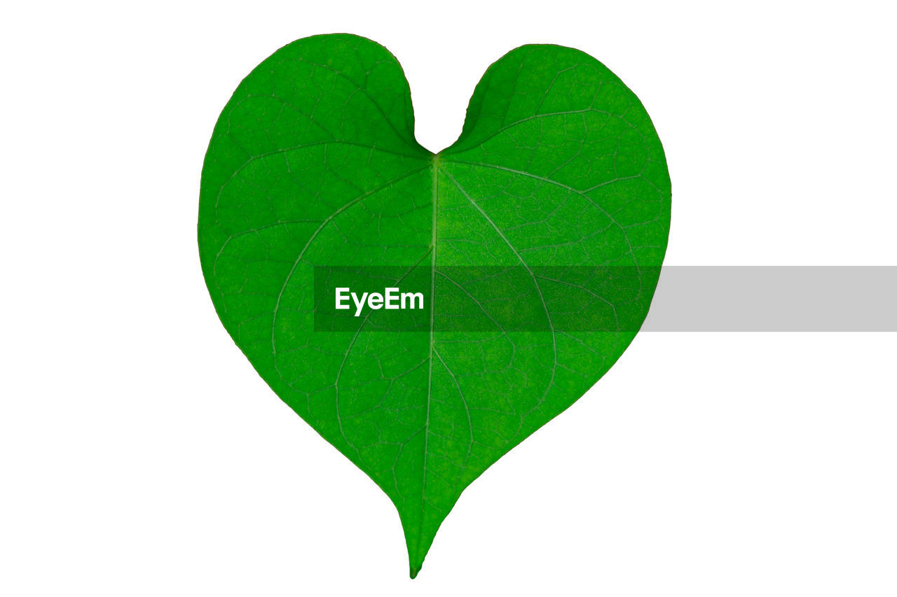 Close-up of leaf against white background