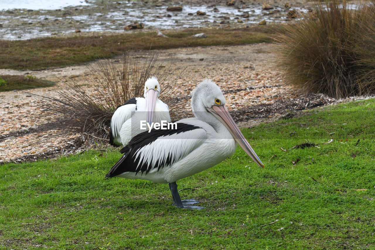 BIRDS ON GRASS BY THE BEACH