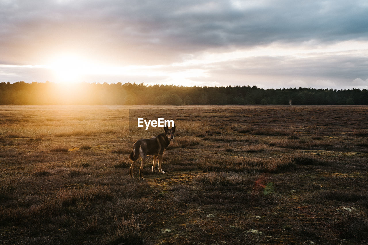 Dog in a field