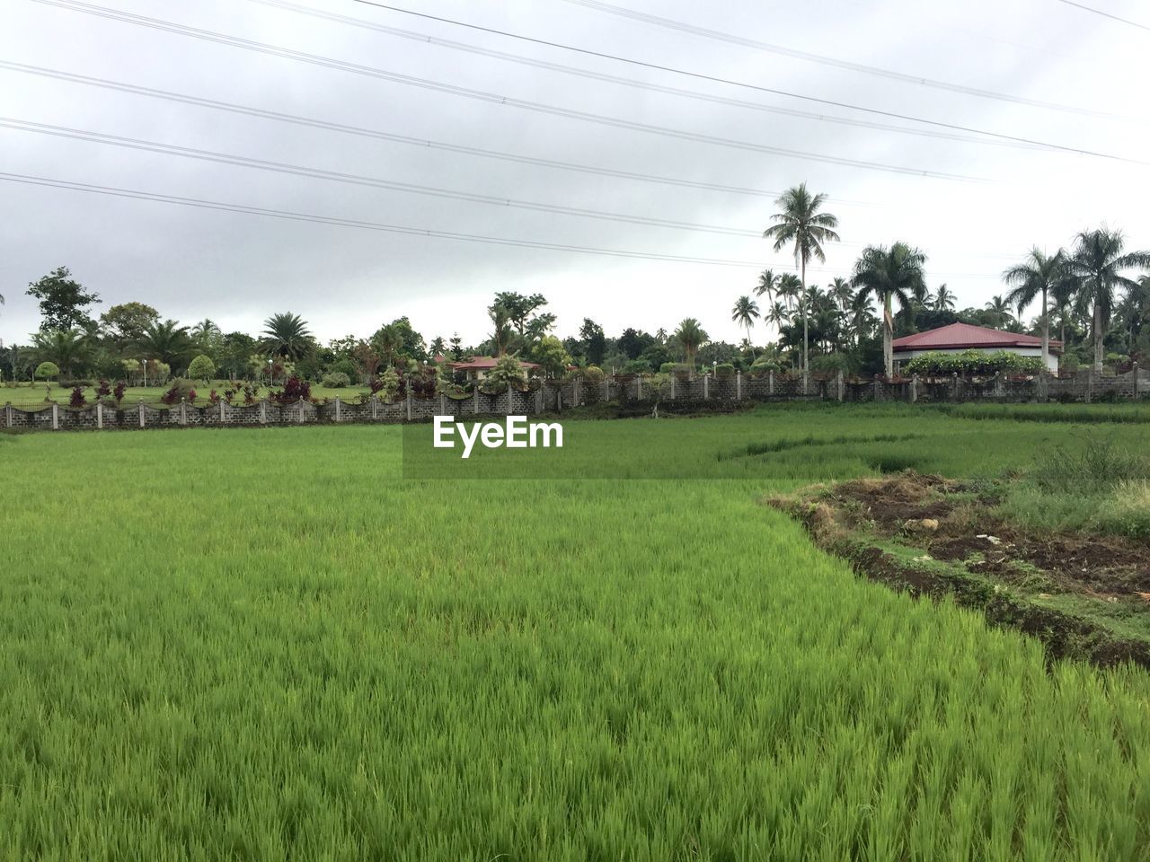 Scenic view of grassy field against cloudy sky