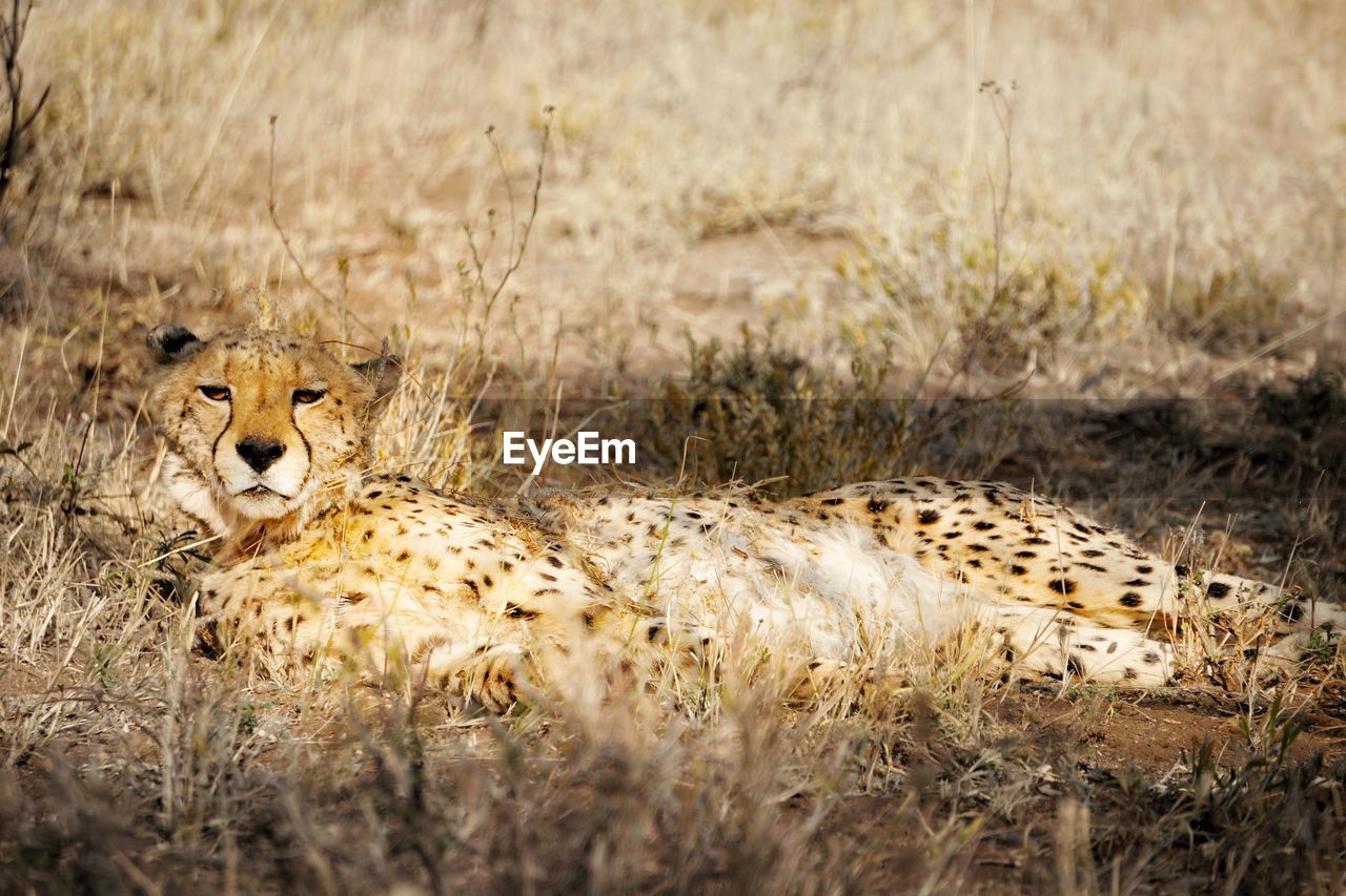 Portrait of cheetah sitting on grassy field in forest