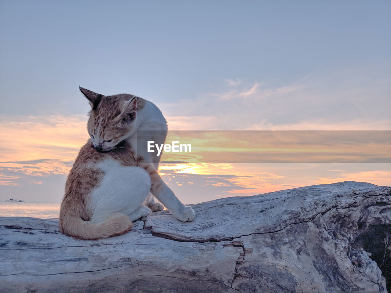 VIEW OF A CAT SITTING ON LAND