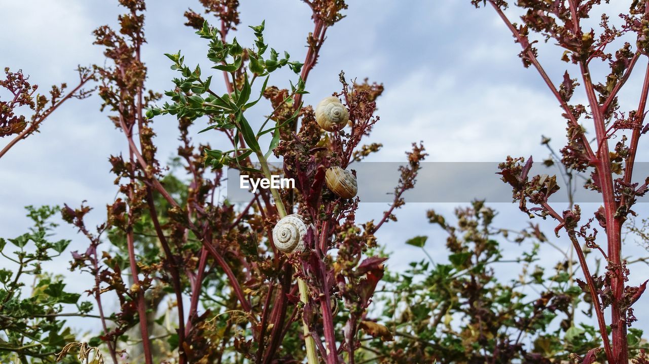 Close-up of snails on plant