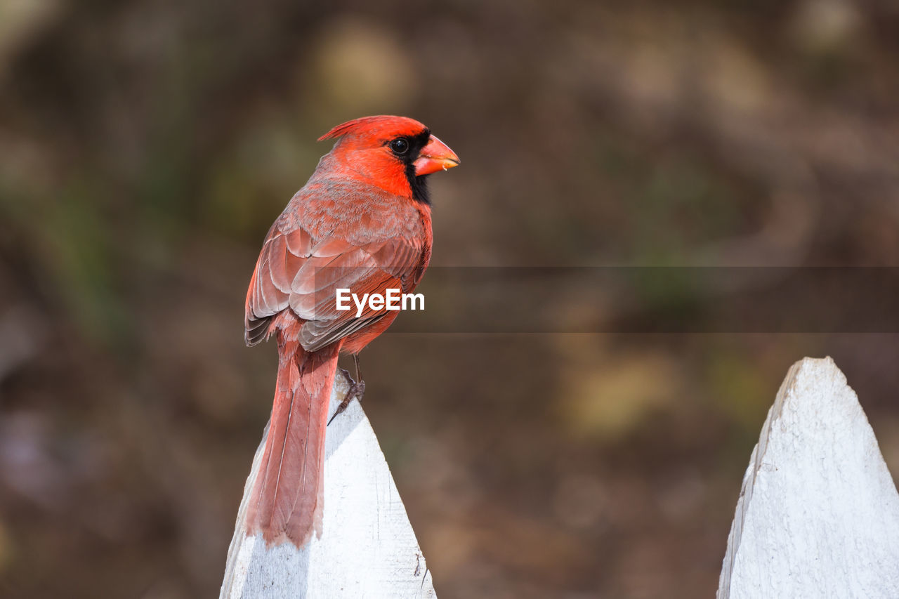 CLOSE-UP OF ROBIN PERCHING ON RED OUTDOORS