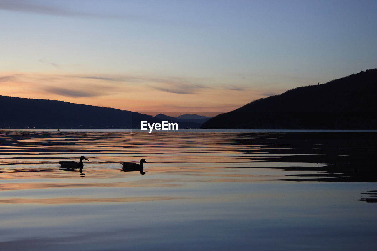 SILHOUETTE DUCKS SWIMMING ON LAKE DURING SUNSET