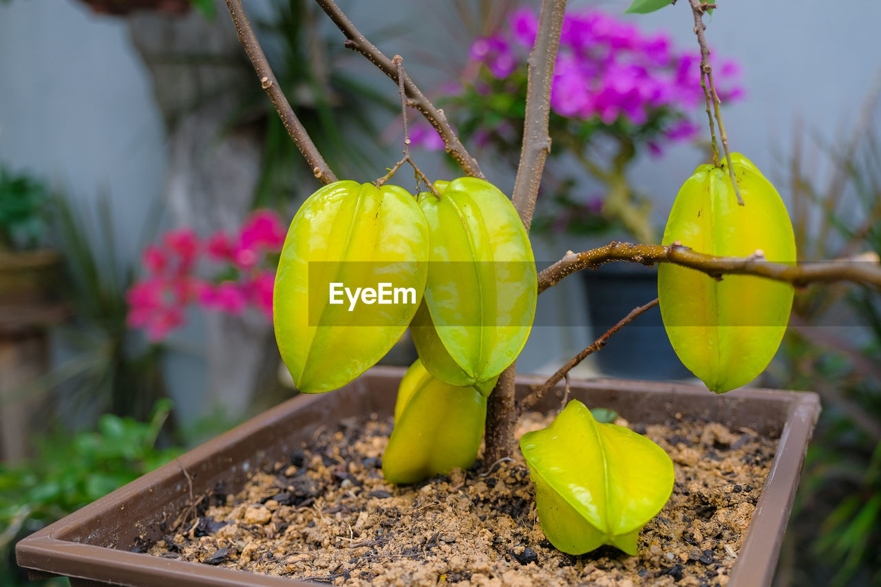 CLOSE-UP OF YELLOW FLOWER PLANT HANGING