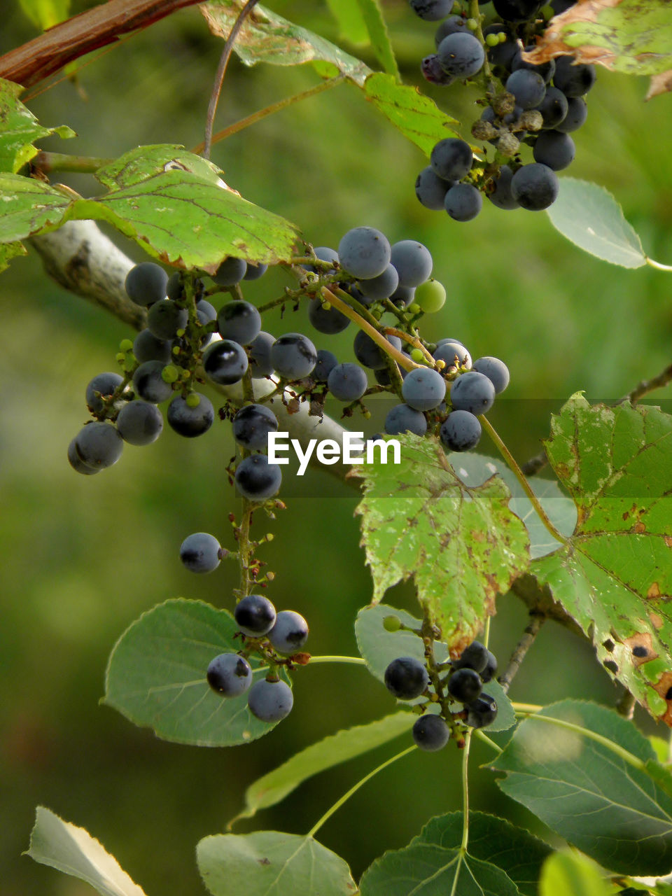 Close-up of grapes growing in vineyard