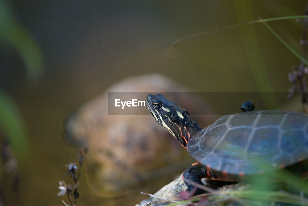 Close-up of turtle