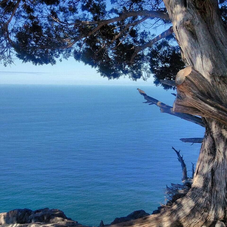 SCENIC VIEW OF TREES BY SEA