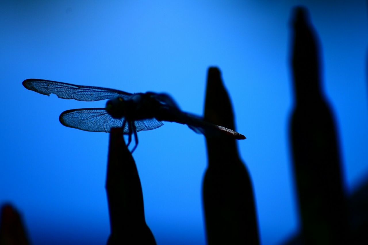 Close-up of dragonfly on fence against clear blue sky