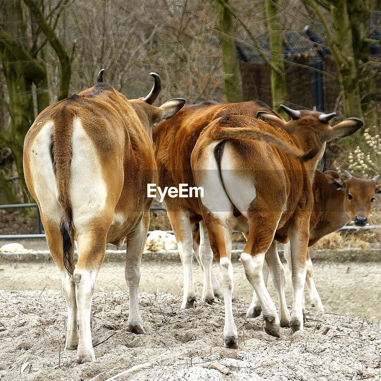 CLOSE-UP OF HORSES ON FIELD