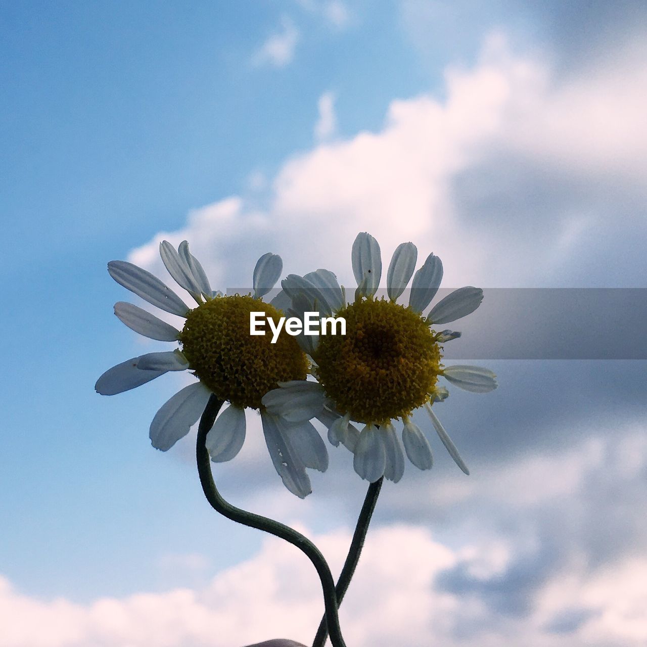 Low angle view of sunflower against sky