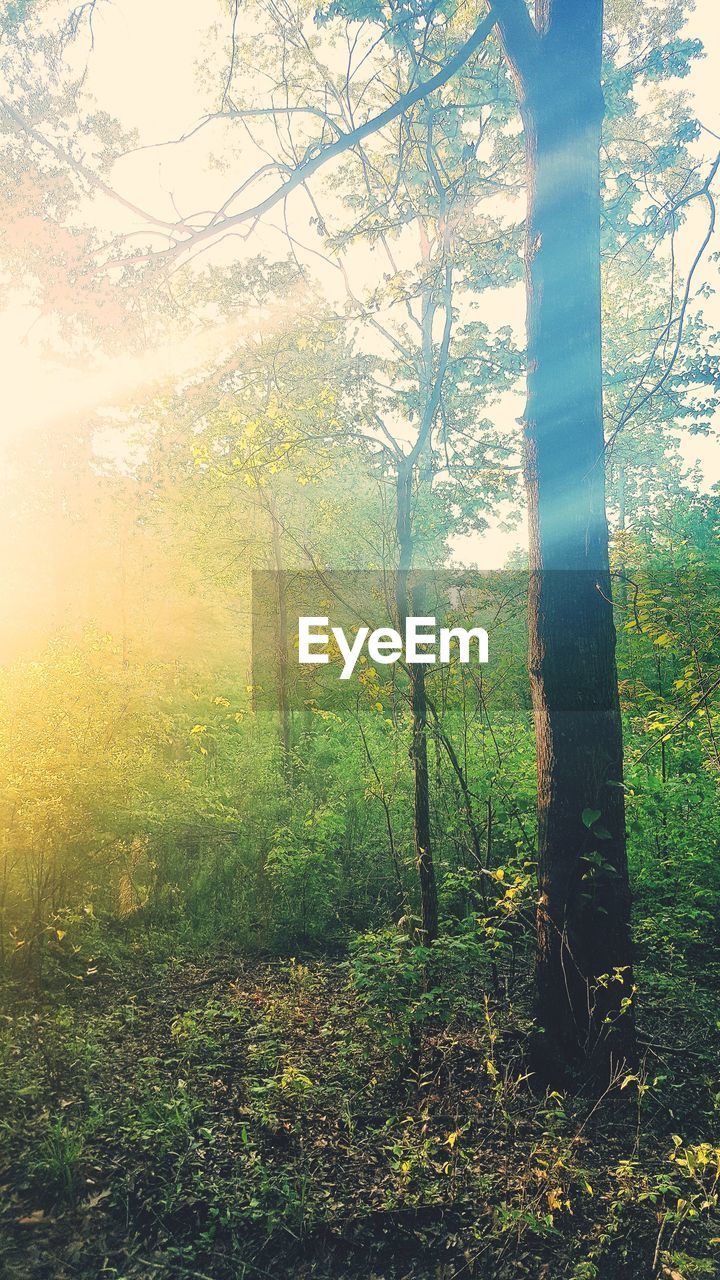 SUNLIGHT STREAMING THROUGH TREES ON LANDSCAPE